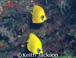 Pair of masked butterfly fish by Keith Jackson 